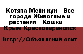 Котята Мейн кун - Все города Животные и растения » Кошки   . Крым,Красноперекопск